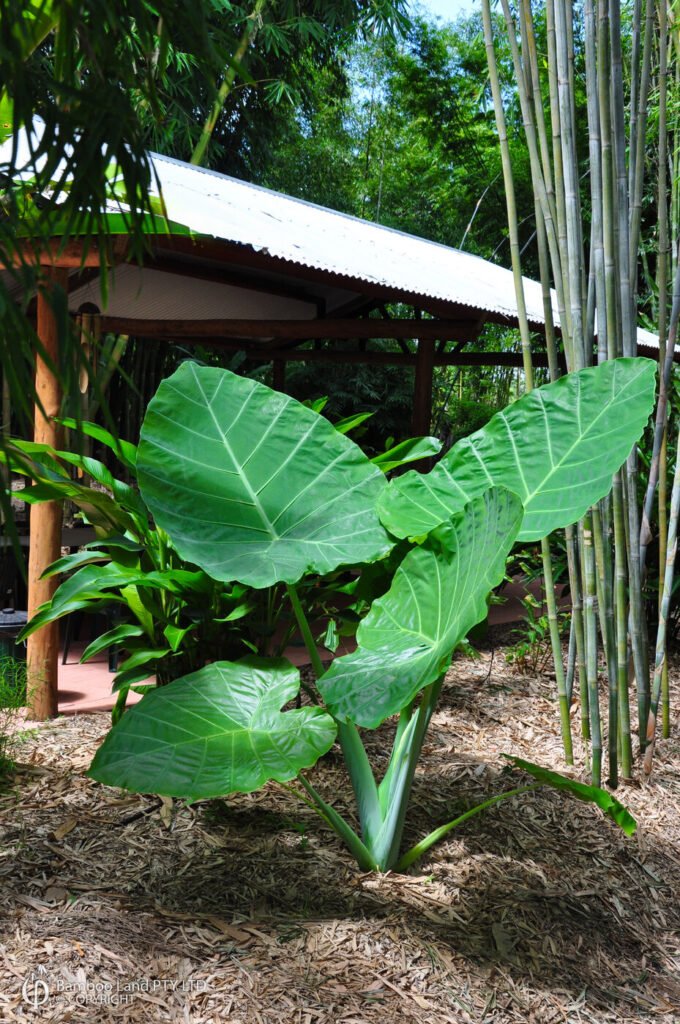 Thai Giant (Colocasia gigantea)