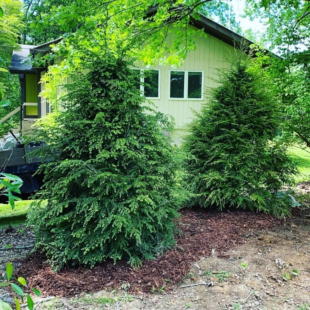 Tsuga canadensis Weeping Hemlock