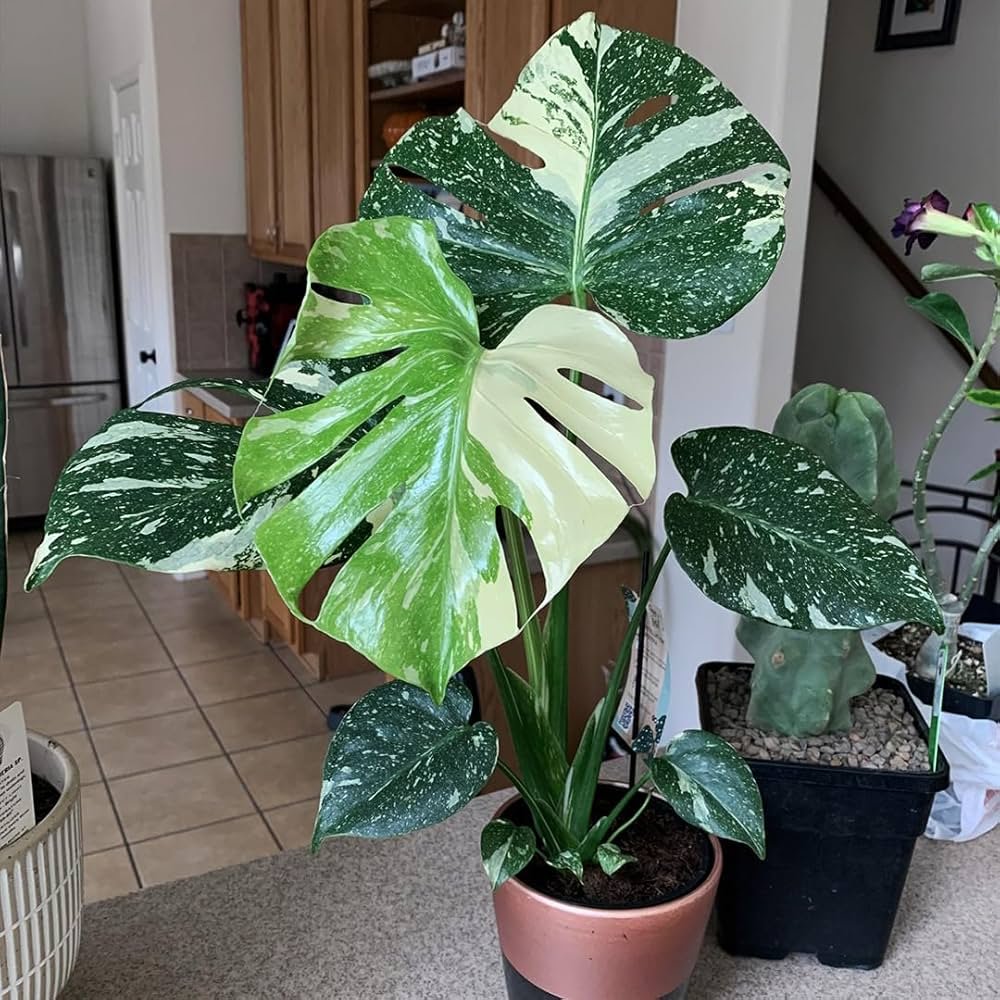 Variegated Monstera Thai Constellation