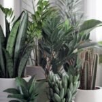 10 Indoor Plants That Survive Without Water for 1-2 Months