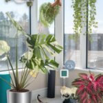 Top 10 Indoor Plants in 2025: A Guide to Style, Fresh Air, and Wellness