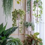 Hanging Plants