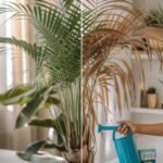 A split-image scene: Left side shows a healthy, vibrant indoor palm (Kentia or Majesty Palm) with lush green fronds, sitting in a bright living room. Right side reveals the same palm with brown, crispy leaves and dry soil. Between them, a hand holds a watering can, misting bottle, and small bag of fertilizer. Text overlay: ‘Why Your Palm is Dying (And How to Save It!)’ in bold, earthy-toned fonts. Background: Soft natural light, slightly blurred shelves with other houseplants. Style: Photorealistic with warm tones, subtle shadows, and a relatable ‘real home’ vibe (avoid stock-photo perfection)