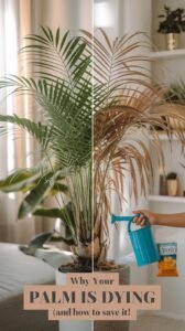 A split-image scene: Left side shows a healthy, vibrant indoor palm (Kentia or Majesty Palm) with lush green fronds, sitting in a bright living room. Right side reveals the same palm with brown, crispy leaves and dry soil. Between them, a hand holds a watering can, misting bottle, and small bag of fertilizer. Text overlay: ‘Why Your Palm is Dying (And How to Save It!)’ in bold, earthy-toned fonts. Background: Soft natural light, slightly blurred shelves with other houseplants. Style: Photorealistic with warm tones, subtle shadows, and a relatable ‘real home’ vibe (avoid stock-photo perfection)