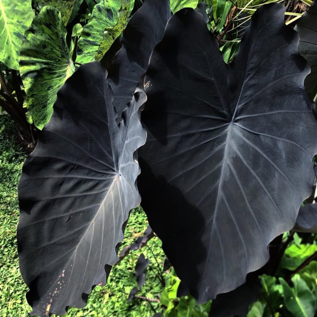 Colocasia esculenta ‘Black Magic’