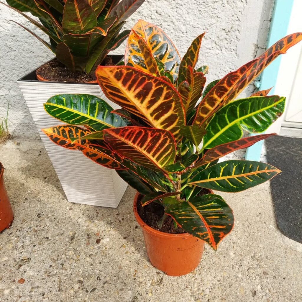 Croton (Codiaeum variegatum)