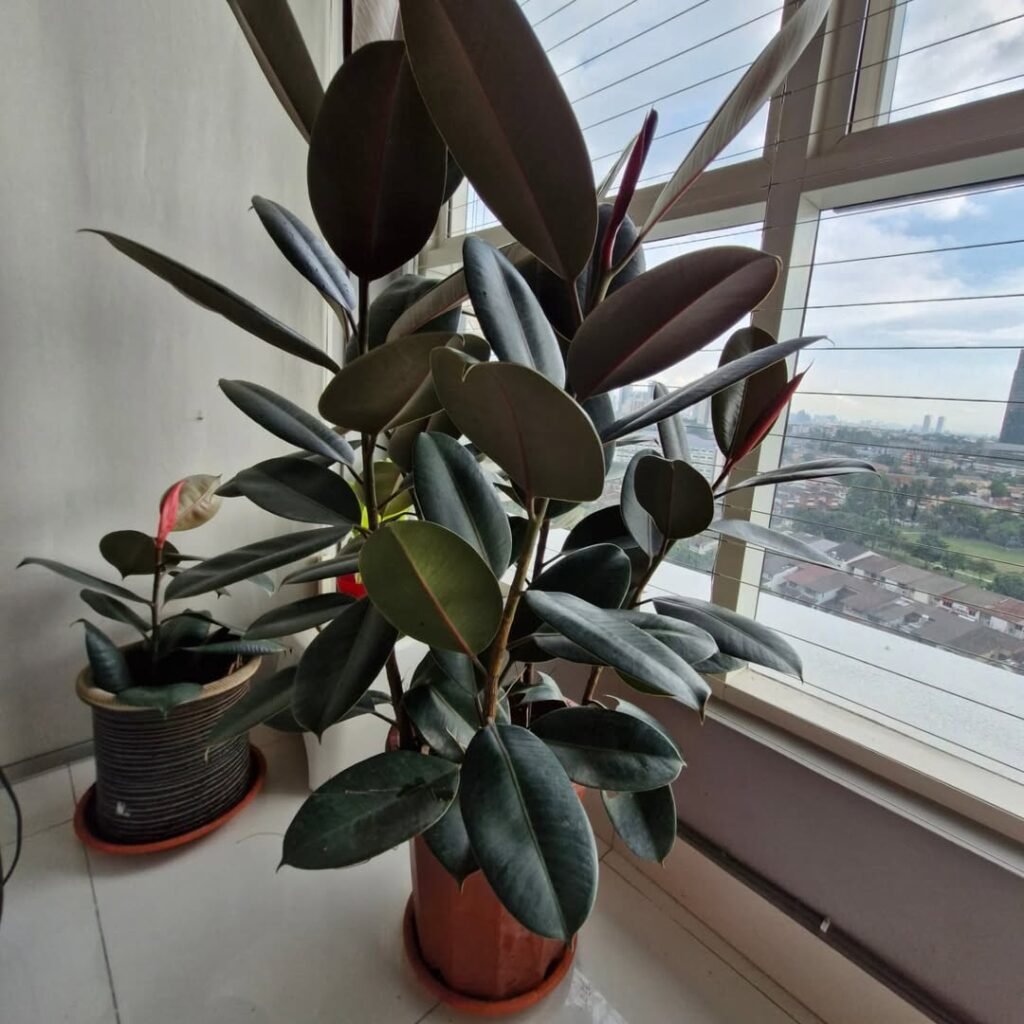 Rubber Plant (Ficus elastica)