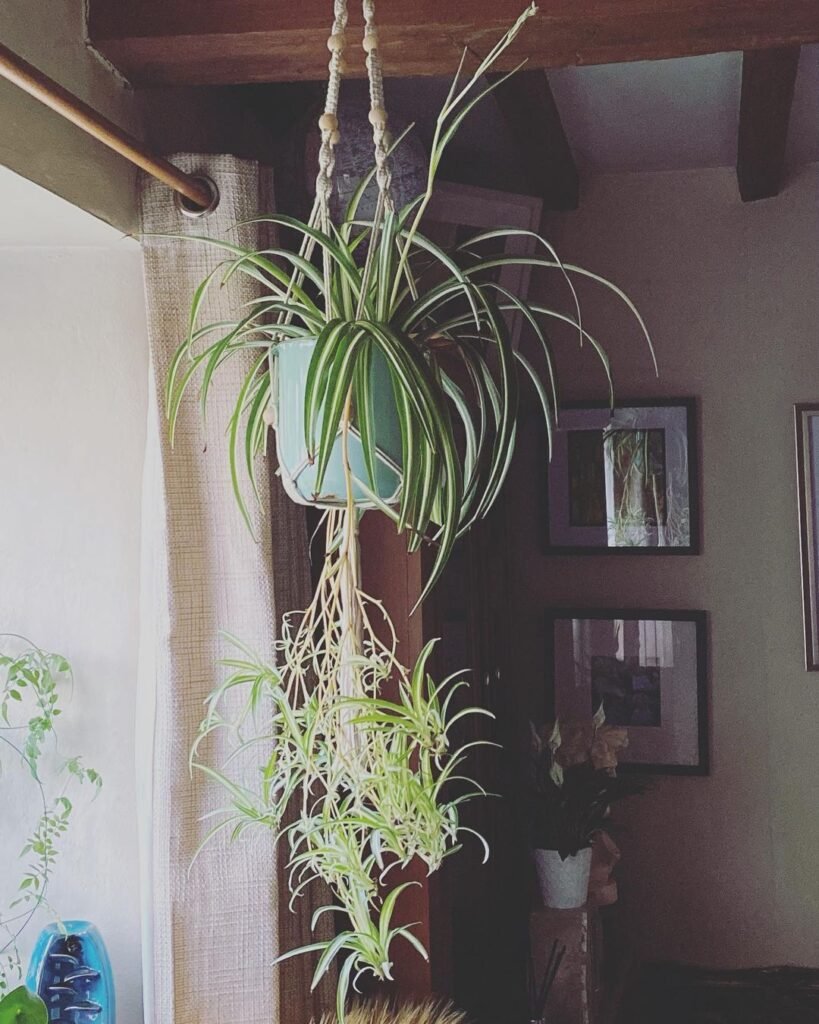 spider plant!! #spiderplant #Chlorophytumcomosum