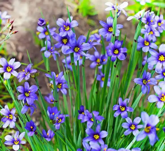 Sisyrinchium angustifolium Blue Eyed Boy