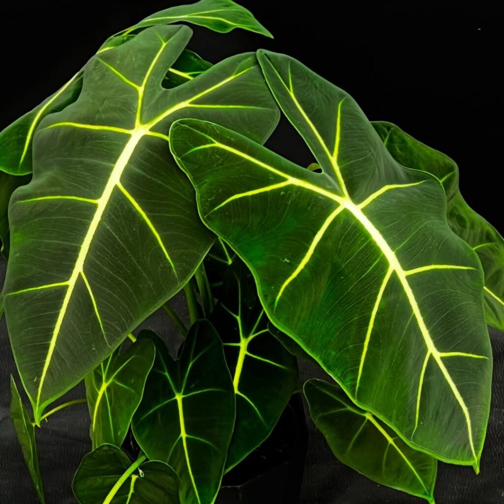 new ALOCASIA FRYDEK LARGE #alocasiafrydek