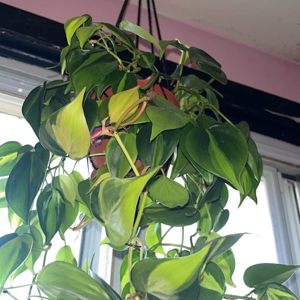 Philodendron Brasil