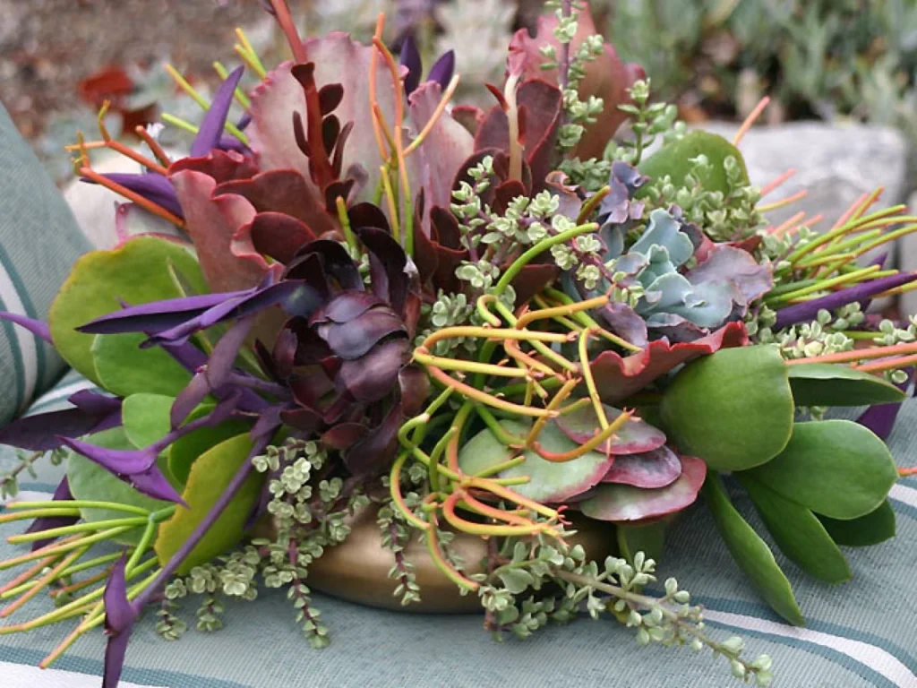 Outdoor Succulent Centerpieces