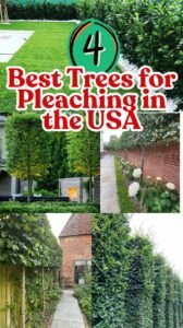 4 Best Trees for Pleaching in the USA