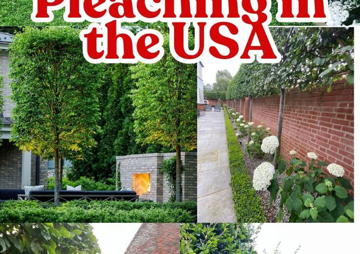 4 Best Trees for Pleaching in the USA