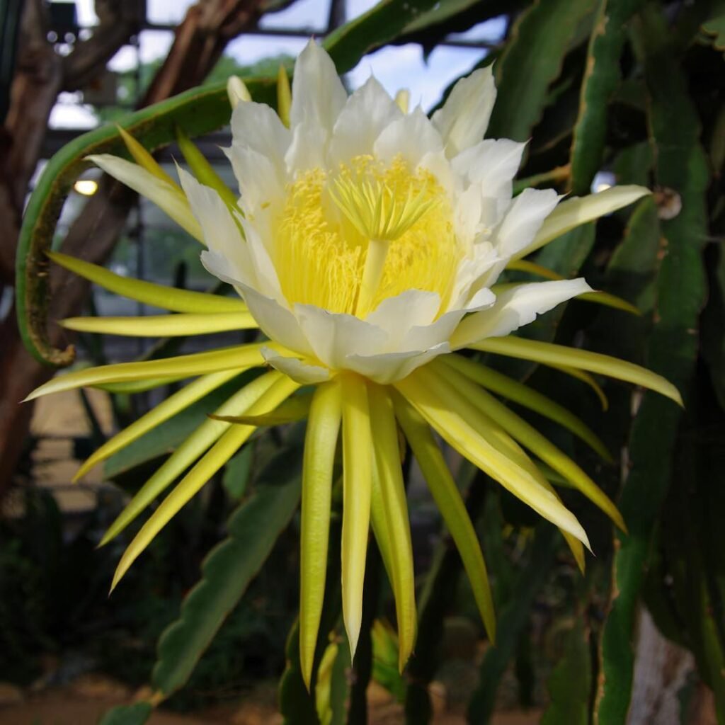 Dragon Fruit Plant