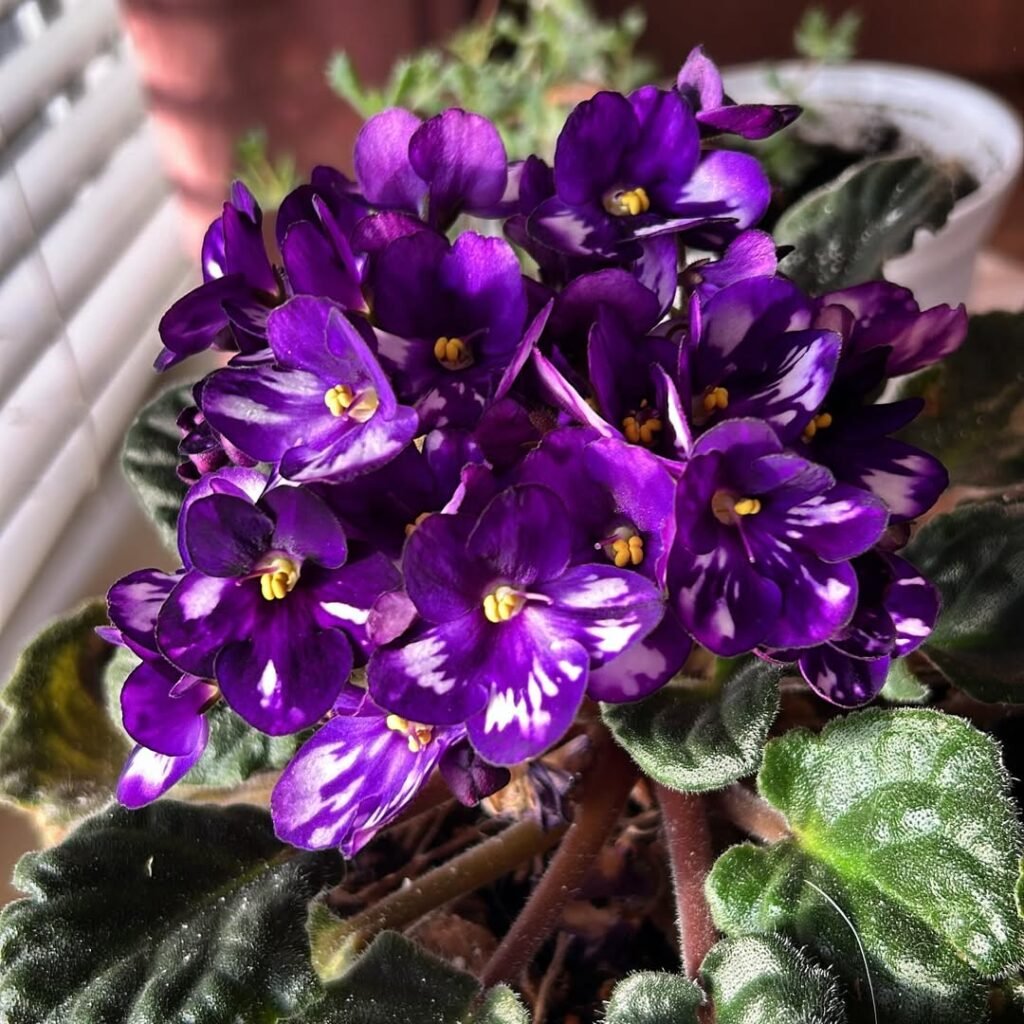 African Violet (Saintpaulia)