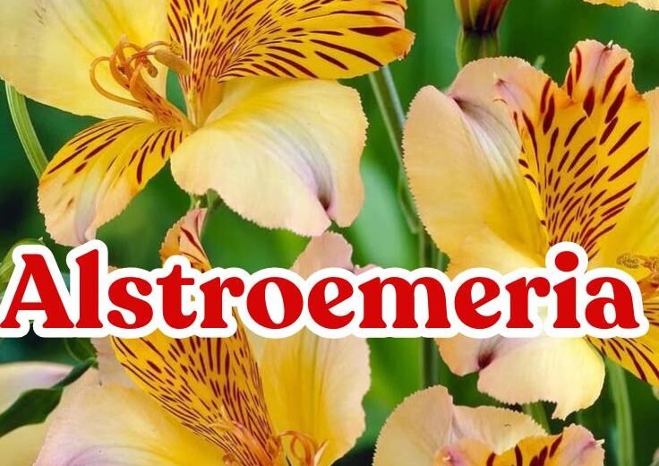 Alstroemeria flowers