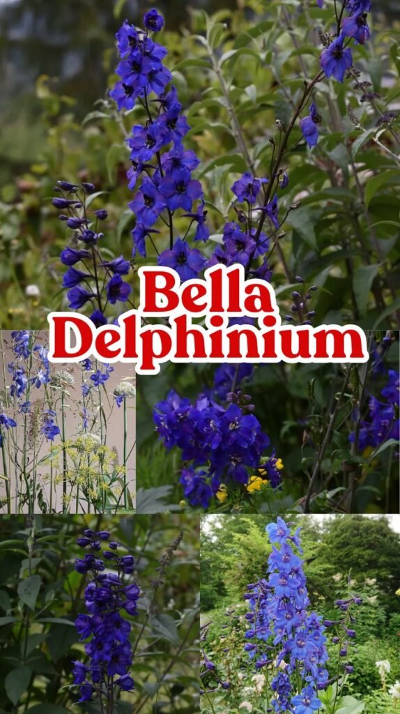 Bella Delphinium