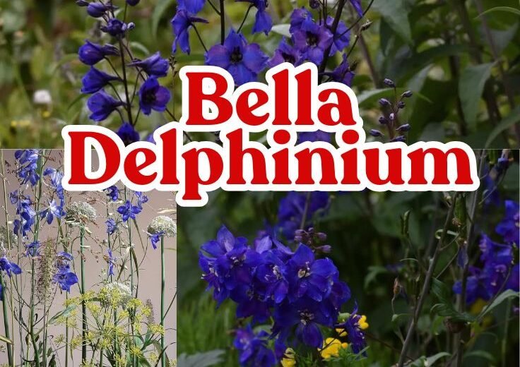 Bella Delphinium