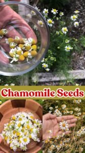 Chamomile Seeds