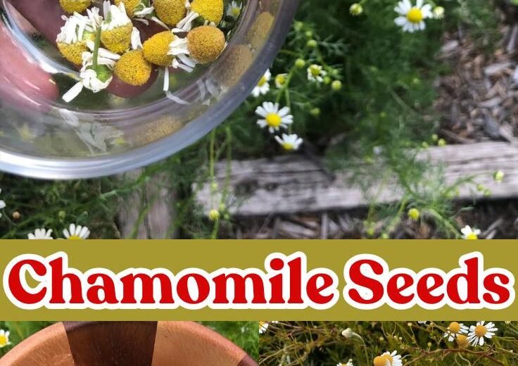 Chamomile Seeds