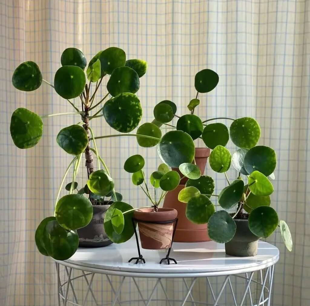 Chinese Money Plant (Pilea Peperomioides)