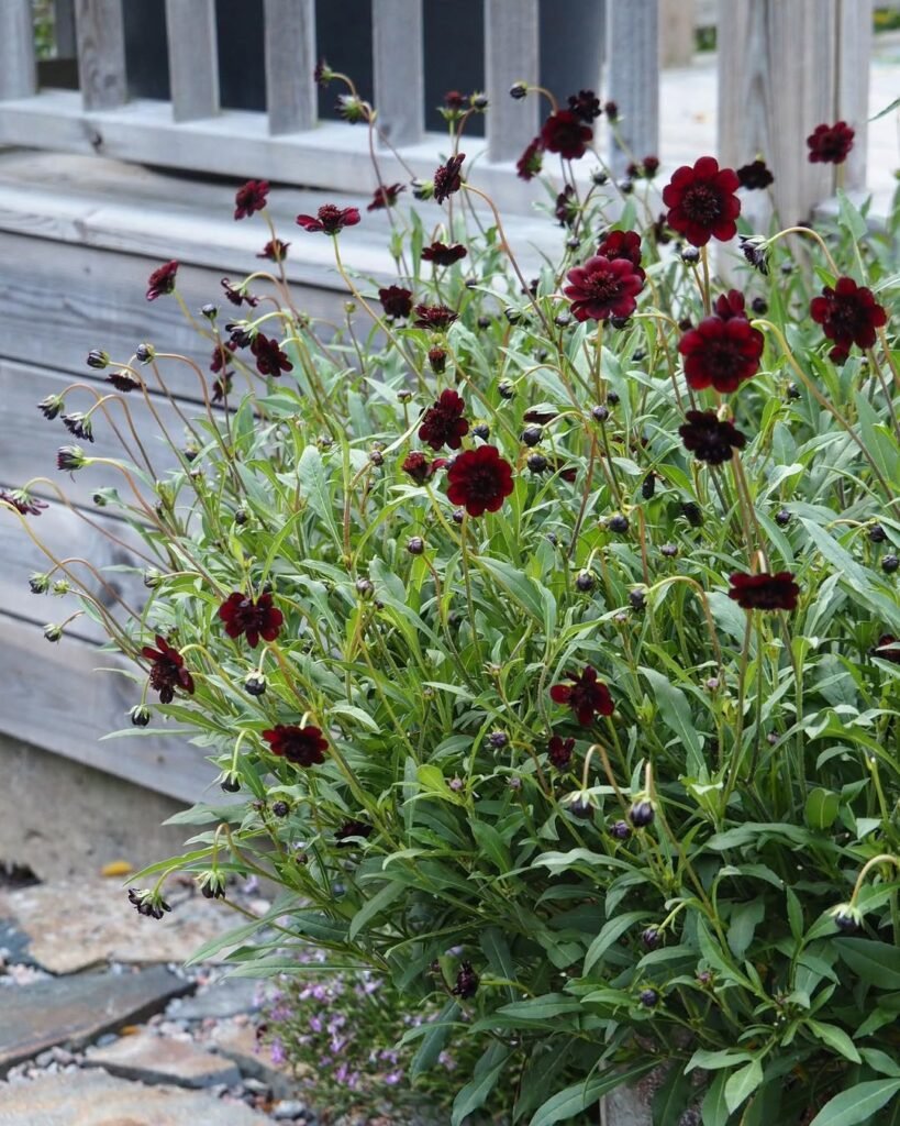 Chocolate Cosmos (Cosmos atrosanguineus)