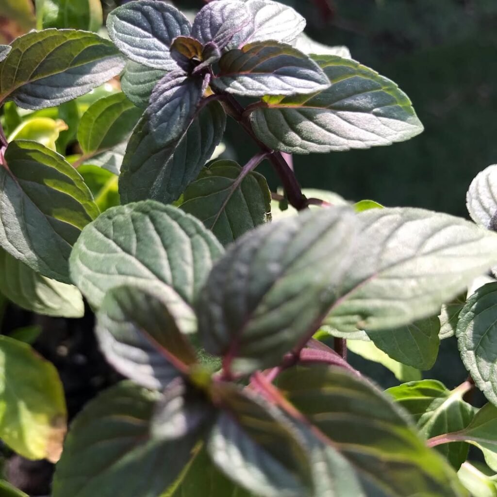 Chocolate Mint (Mentha × piperita 'Chocolate')