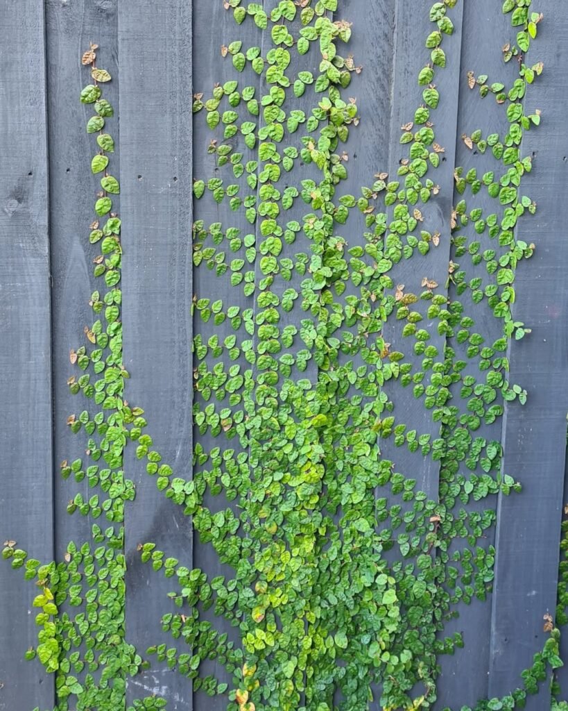 Creeping Fig (Ficus Pumila)