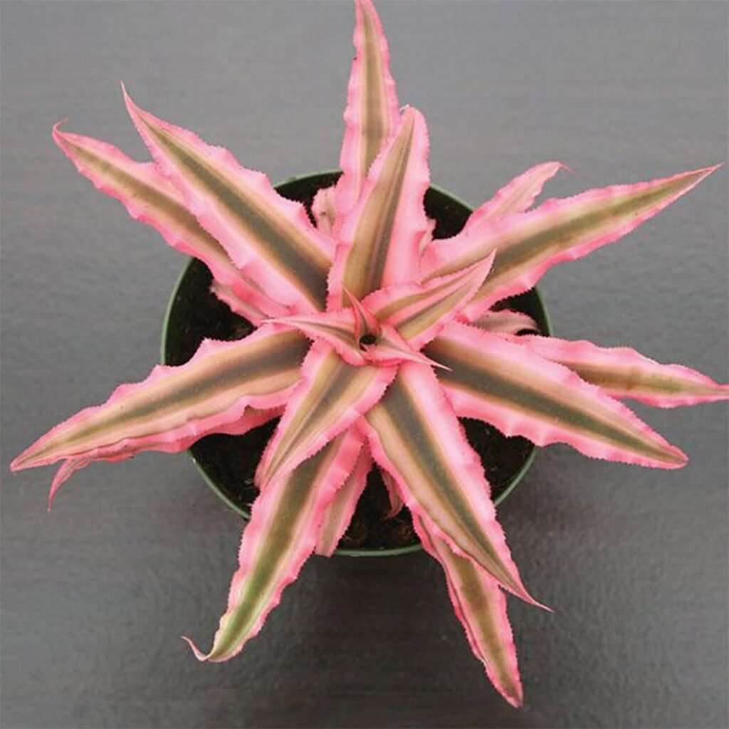 Cryptanthus (Earth Star)