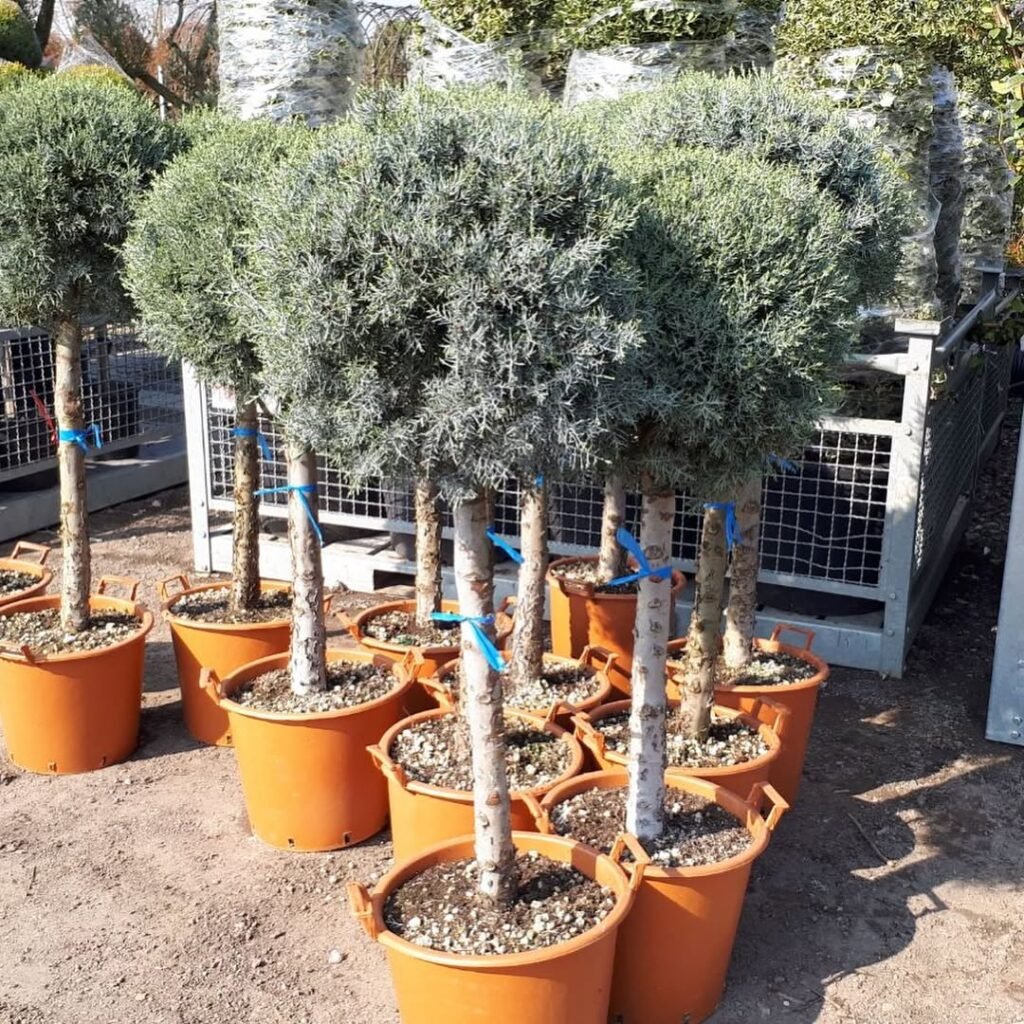 Cupressus arizonica