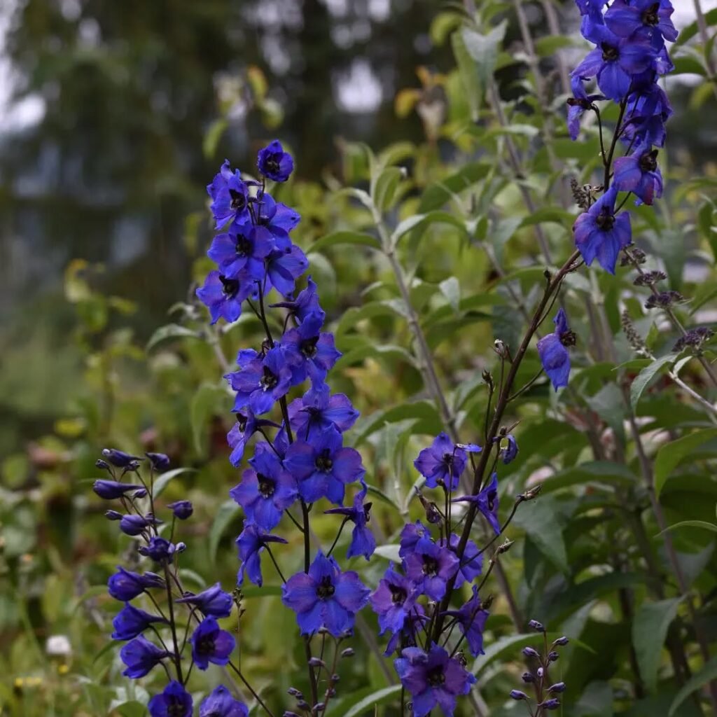 Delphinium belladonna2