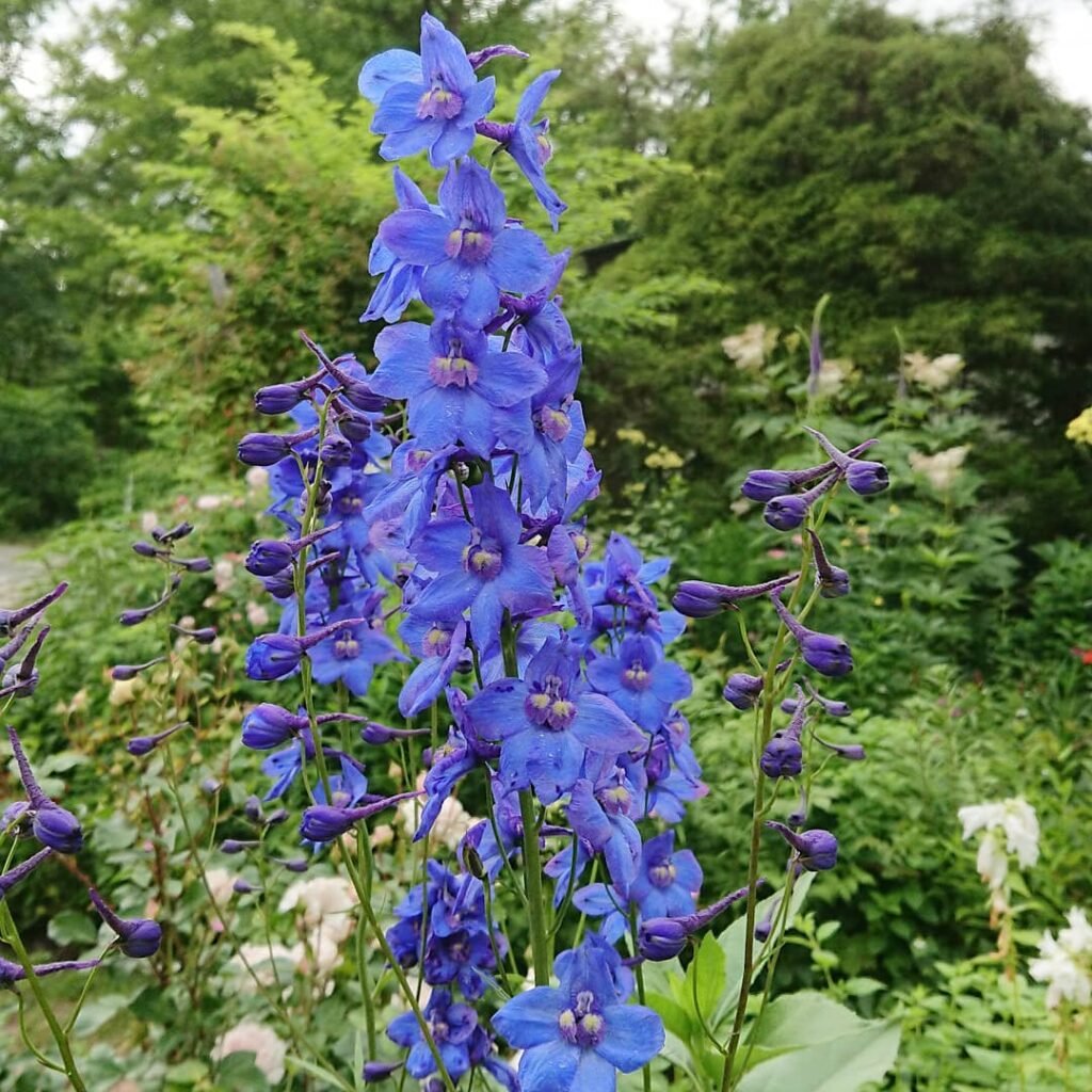 Delphinium belladonna