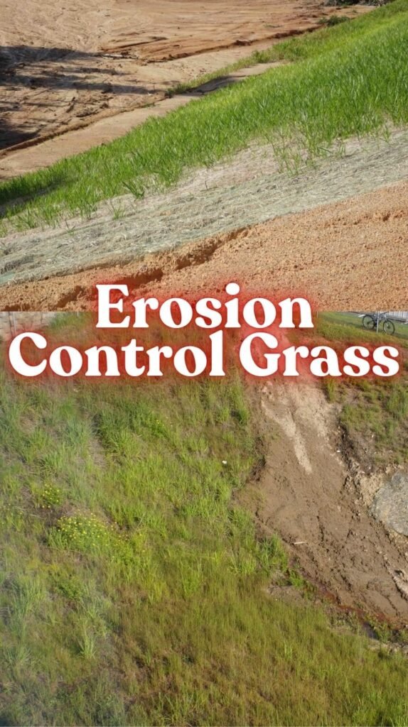 Erosion Control Grass Protect Your Slopes with the Right Plants