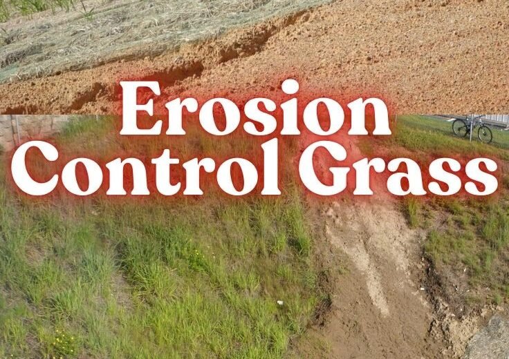 Erosion Control Grass Protect Your Slopes with the Right Plants