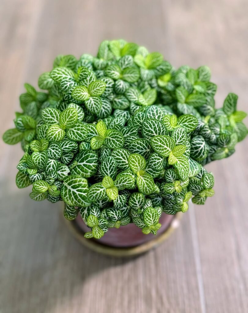 Fittonia (Nerve Plant)