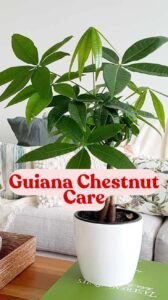 Guiana Chestnut Care: How to Grow and Propagate the Money Tree