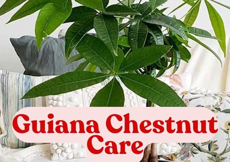 Guiana Chestnut Care: How to Grow and Propagate the Money Tree