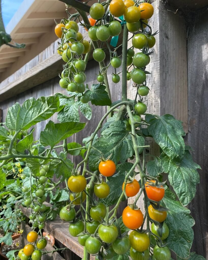 Honeycomb tomatoes