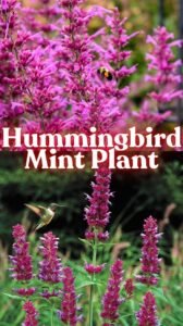 Hummingbird Mint Plant