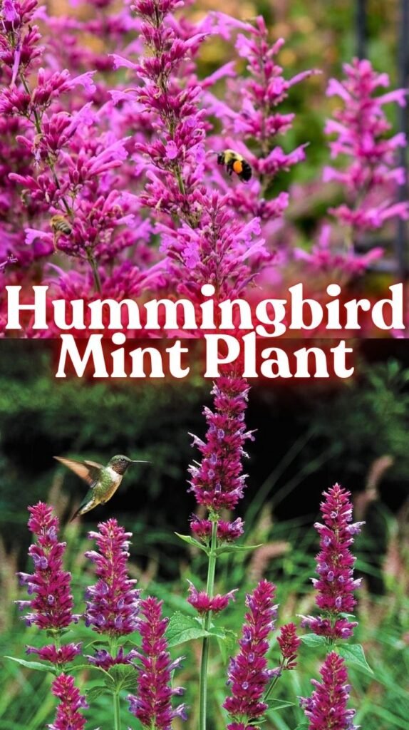 Hummingbird Mint Plant