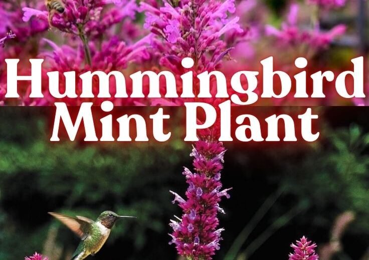 Hummingbird Mint Plant