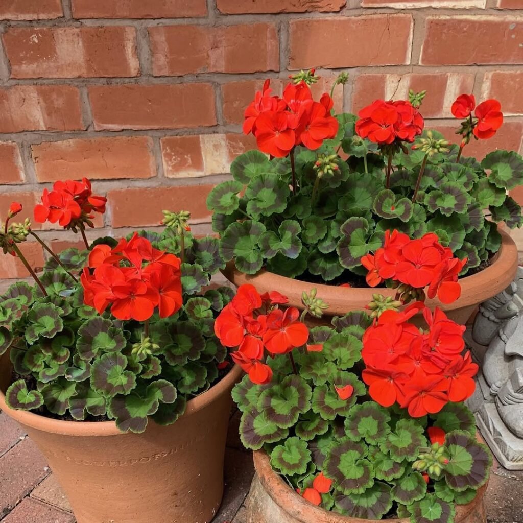 Red Geraniums