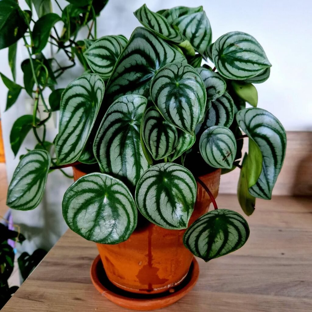 Peperomia