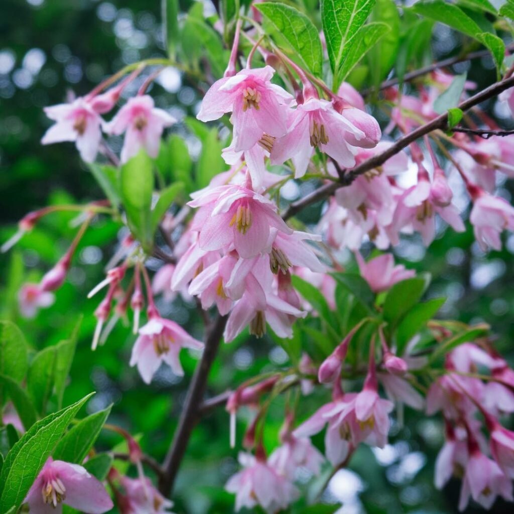 Japanese Snowbell