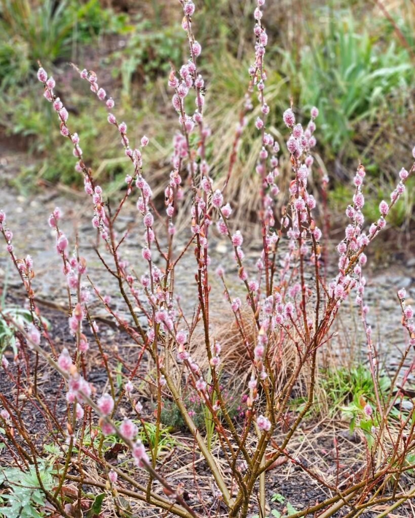 Pink Pussy Willow Stems