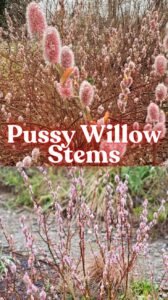 Pussy Willow Stems