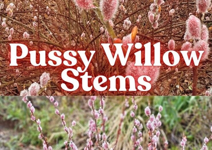 Pussy Willow Stems