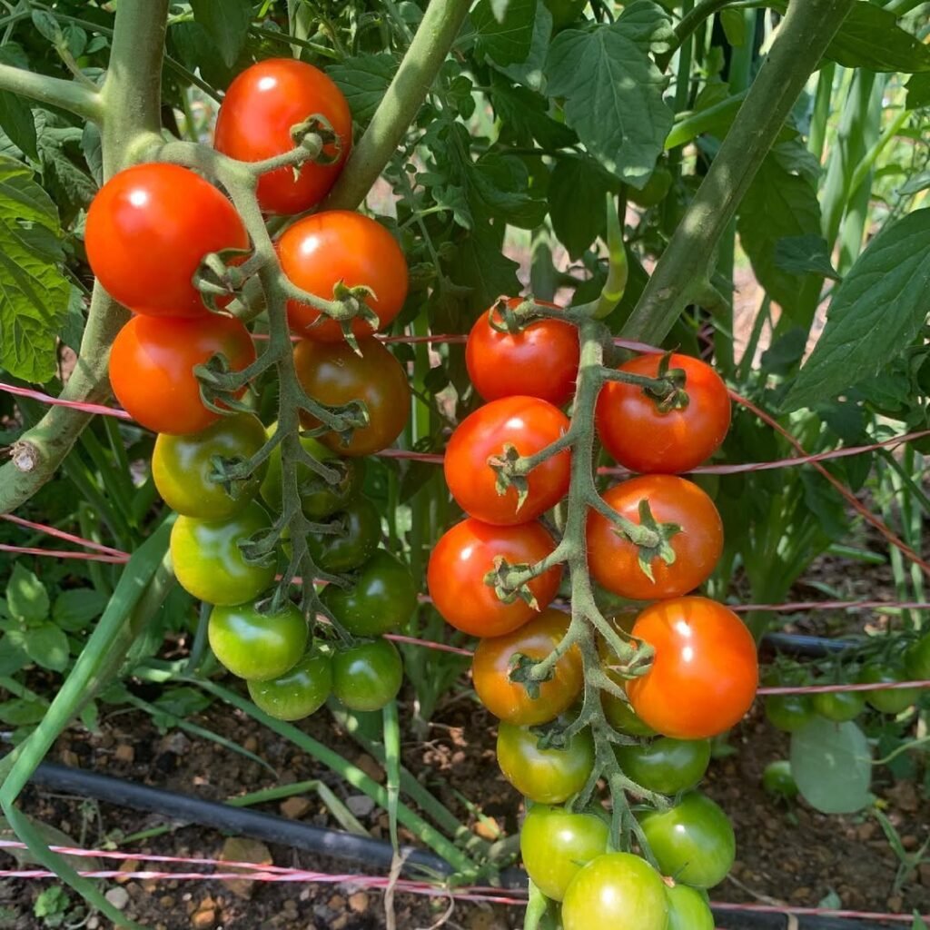 Sakura cherry tomatoes #sakuratomato #saturdaysnack