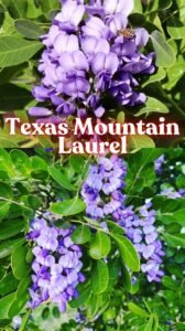 Texas Mountain Laurel